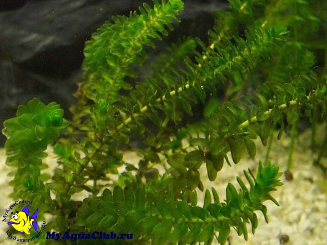 Елодея канадська (Elodea canadensis) або, як її ще називають, «водяна чума» -   акваріумні рослина   сімейства водокрасових (Hydrocharitaceae)